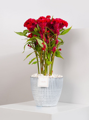 Red Celosia Plant in Ceramic Pot – Labelle